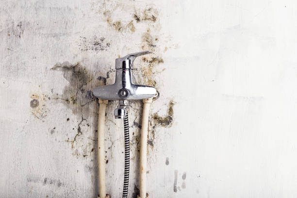Professional Mold Remediation in Englewood, OH