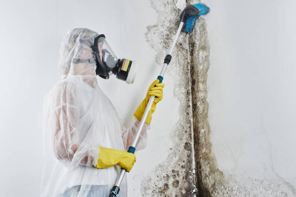 Best Mold Remediation for Specific Building Types in Englewood, OH