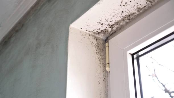 Best Post-Flood Mold Remediation in Englewood, OH