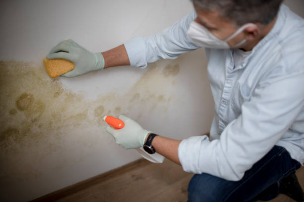 Best Crawl Space Mold Remediation in Englewood, OH