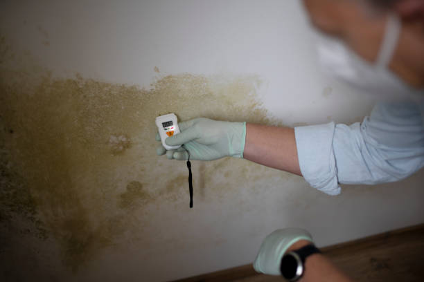 Best Commercial Mold Remediation in Englewood, OH