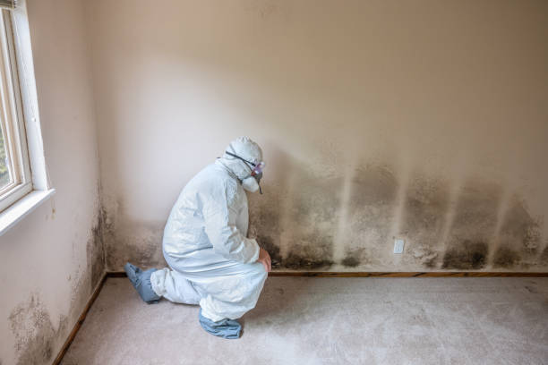 Best White Mold Remediation in Englewood, OH