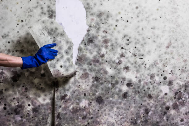 Best Industrial Mold Remediation in Englewood, OH